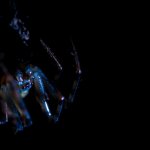 Ragno illuminato da raggi UV